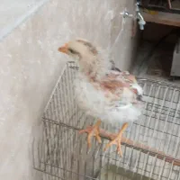 دوعدد جوجه مرغ دونه ۵۰۰هزار باهم ۸۵۰هزار