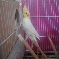 عروس سخنگو