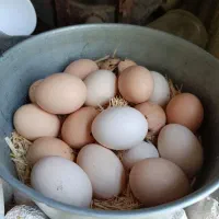تخم مرغ امروک نطفه دار