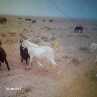 نربز سانن جوان