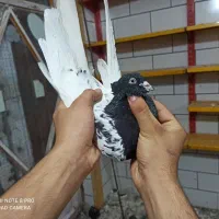 کله ای و سینه ای و دمبی