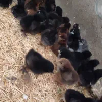 جوجه بلک استار ۵ روزه و گلپایگانی