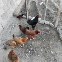 ۷عدد مرغ خروس سالم وسرحال