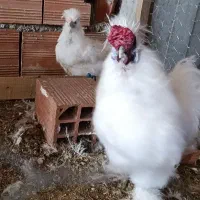 مرغ و خروس ابریشمی کوپال