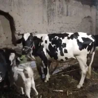 گاو خوب واران آبستن هست
