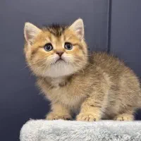 بچه گربه های بریتیش دارای بازدید حضوری