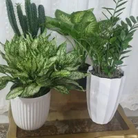 بامبو دیفن یخ آکلونما غیره زامفولیا غیره