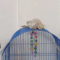 عروس هلندی مرواردیدی نر