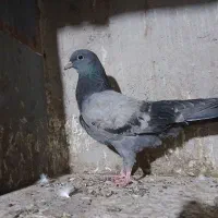 کبوتر