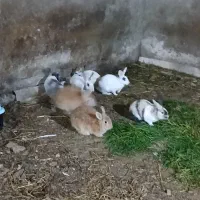 خرگوش نر و ماده مولد...