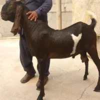 پازن