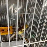 دوتاماده اماده جفت کوزه درشت