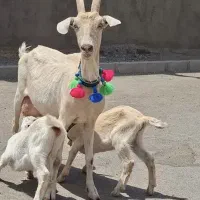 بز سانن زایده با دو بزغاله نر و ماده سانن اصل