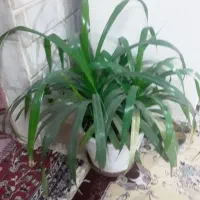 گل گندمی خارجی