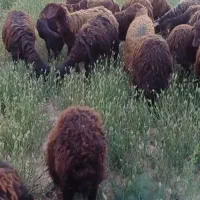 گوسفند|حیوانات مزرعه|قم, بوستان جوان|دیوار