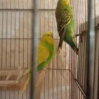 مرغ عشق کله گنده یا پاپ