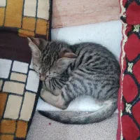 واگذاری گربه خونگی