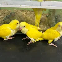 جوجه راهب سرلاکی