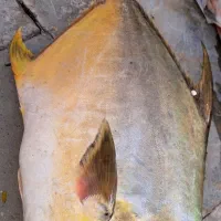 ماهی تازه صید امروز