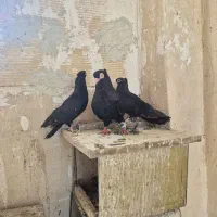 دمسیاه و زاغ صرب