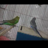 فروش مرغ عشق
