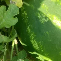 هندوانه قرمز و درشت ب۳۲ مخصوص صادرات