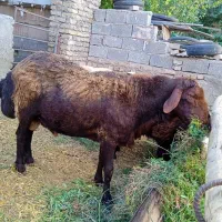 قوچ هتروزیگوت