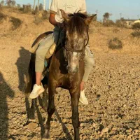 اسب مادیان کرد