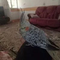عروس هلندی