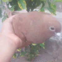 گلی|پرنده|رفسنجان, |دیوار