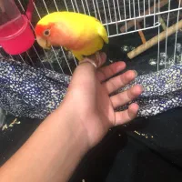 طوطی کوتوله گم