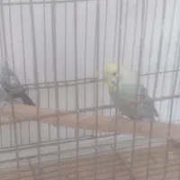 مرغ عشق رنگ خاص
