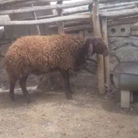 بره قوچ میش گاو بز