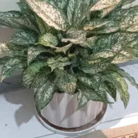 گل اگلنوما با گلدان سرامیکی