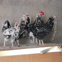 مرغ وخروس گلین چهل تاج ریشو