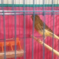 دو۲عددقناری نروجوان