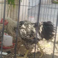 سلام دوستان جوجه خوروس لاری
