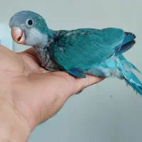 جوجه راهب آبی سرلاکی
