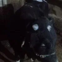 گوساله نر