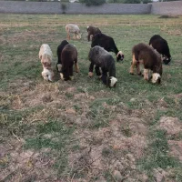 ۱۰ راس بره ماده