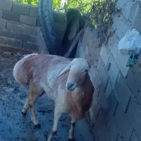 شیشک‌قوچ‌چینی‌اصل‌اول‌ران‌هنوزتوی‌گله‌نرفته