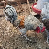 ۲ عددخروس بالغ گلین فروشی