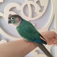 طوطی گرینچیک
