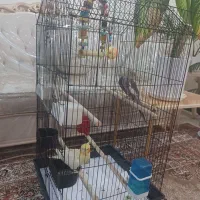 فروش یک جفت عروس هلندی