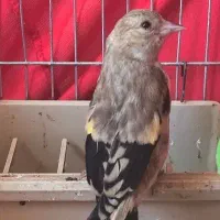 سهره کورپه