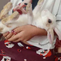 بچه خرگوش