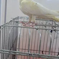 طوطی عروس