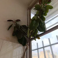 گل گوش فیلی