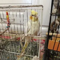 جفت عروس هلندی