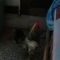 خروس